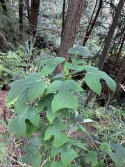 Liriodendron chinense