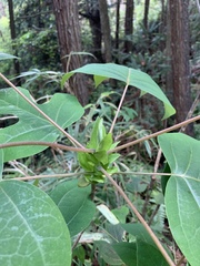 Liriodendron chinense