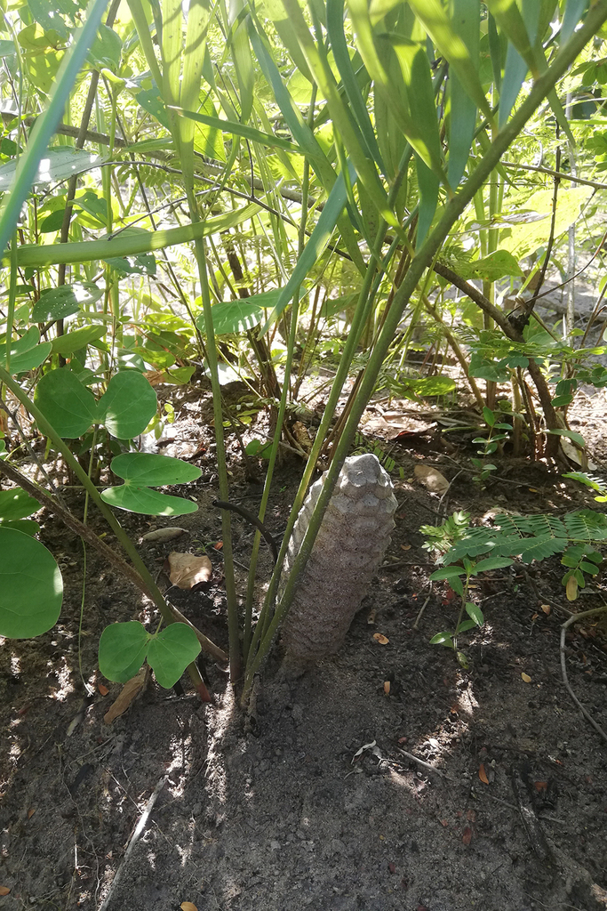 Zamia boliviana (Bolivian Zamia)