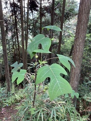 Liriodendron chinense