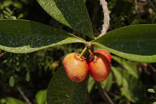 strawberry-guava