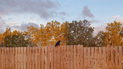 Corvus corone