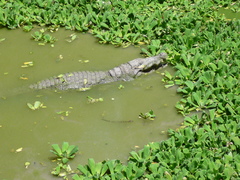 West African Crocodile photo 3