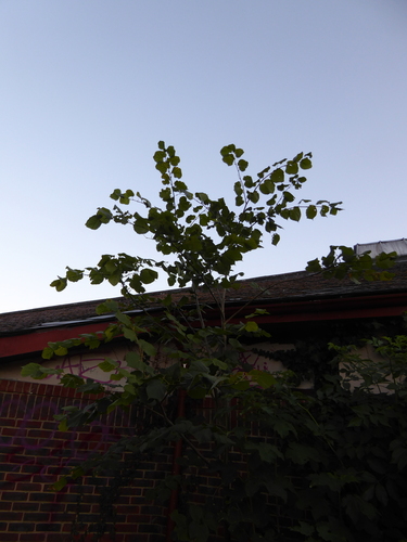 Tilia × europaea, photograph 1