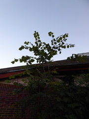 Tilia × europaea, photograph (c) jamie-aa, some rights reserved (CC BY)