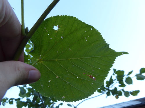 Tilia × europaea, photograph 2
