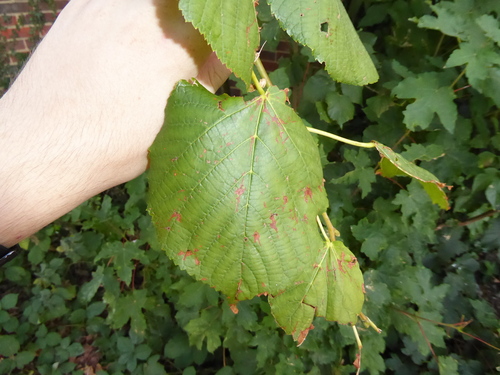 Tilia europaea