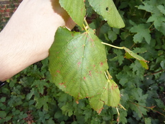 Tilia × europaea