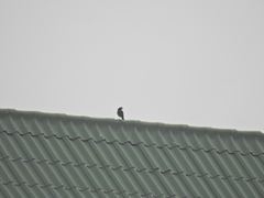 Acridotheres grandis