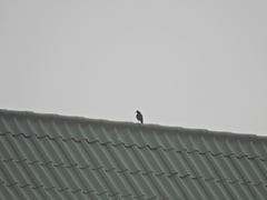 Acridotheres grandis