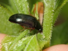 Gonodera luperus