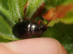 Gonodera luperus