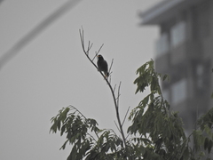 Acridotheres tristis