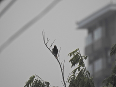 Acridotheres tristis