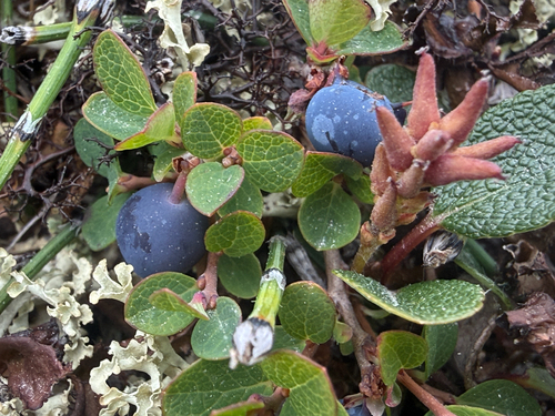 bog bilberry