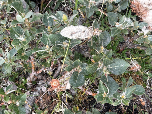 Limestone Willow