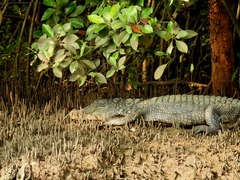 Marsh Crocodile photo 3