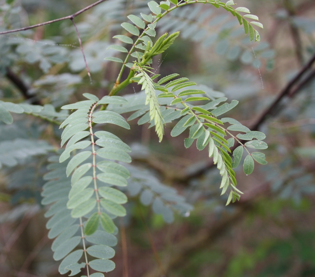 Rattlebush (Nash Prairie Plants List) · iNaturalist