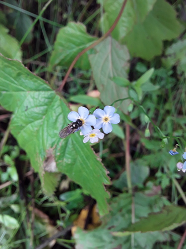 water forget-me-not