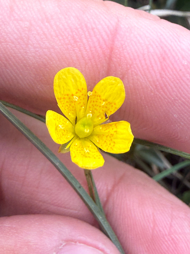 Marsh Saxifrage