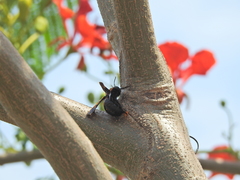 Xylocopa nasalis