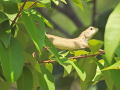 Calotes versicolor