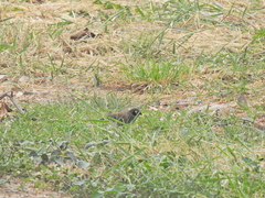 Acridotheres tristis