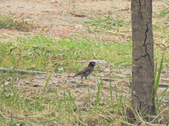 Acridotheres tristis