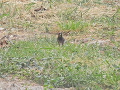 Acridotheres tristis