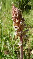 Orobanche picridis
