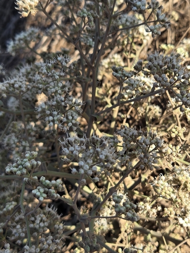 Pimpinella villosa, photograph 3