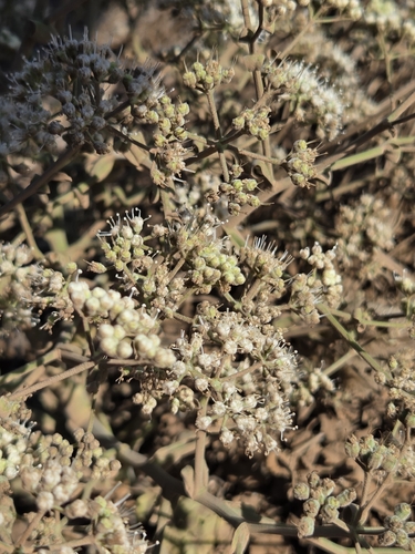 Pimpinella villosa, photograph 4