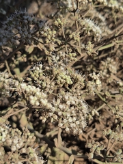 Pimpinella villosa, photograph (c) David Pereira, some rights reserved (CC BY)