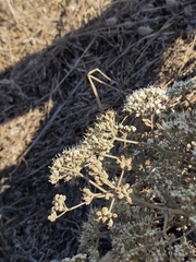 Pimpinella villosa, photograph (c) David Pereira, some rights reserved (CC BY)