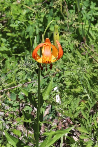 Lilium pardalinum, photograph 4