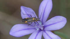 Capsodes flavomarginatus
