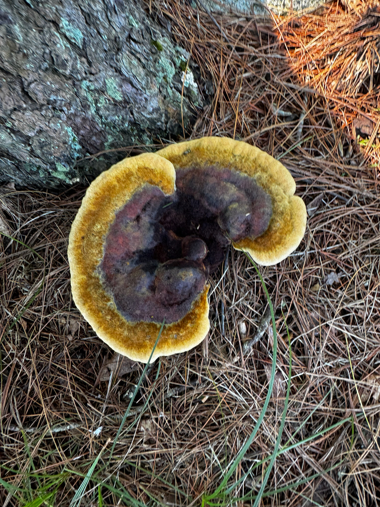 Phaeolus hispidoides · August 2026 · photo: Photo: (c) The Earthmonk Journal, some rights reserved (CC BY) · iNaturalist