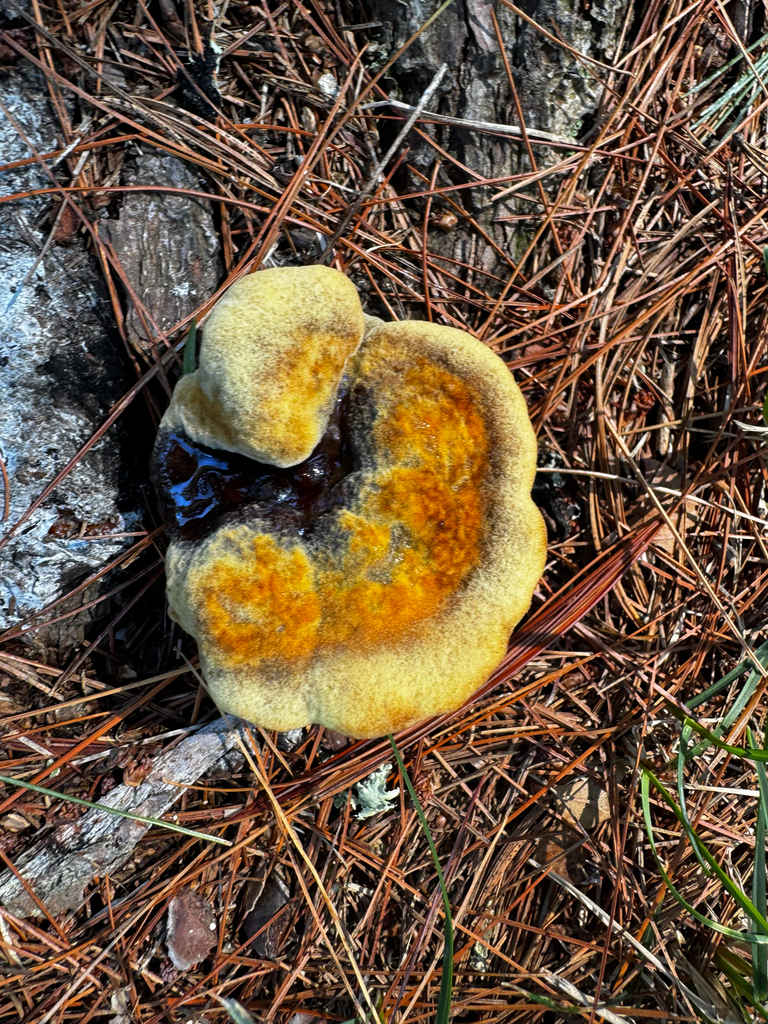 Phaeolus hispidoides · August 2026 · photo: Photo: (c) The Earthmonk Journal, some rights reserved (CC BY) · iNaturalist