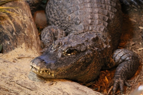 Chinese Alligator