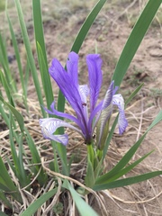 Iris lactea biglumis