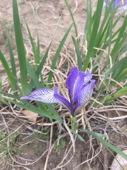 Iris lactea biglumis