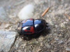 Hister quadrimaculatus