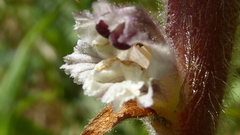 Orobanche picridis