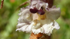 Orobanche picridis