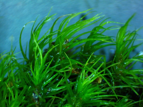Orthodicranum fulvum observed 2026-08-01