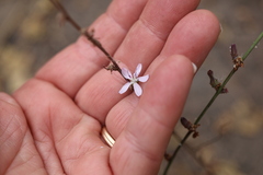 Stephanomeria virgata
