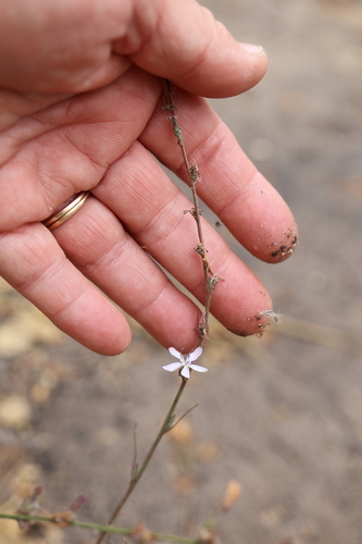 Stephanomeria virgata, photograph 1