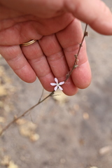 Stephanomeria virgata, photograph author not stated, no rights reserved