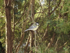 Parus major