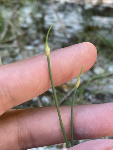 Allium psebaicum